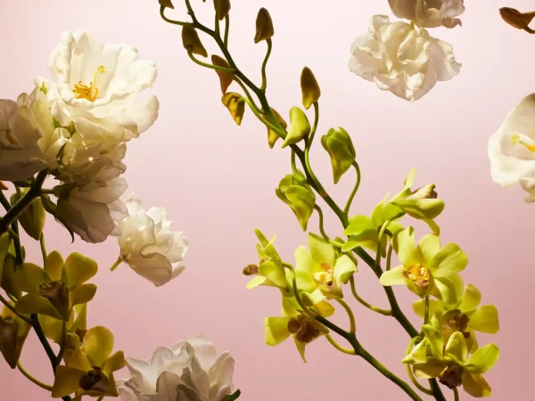Rituals Fleurs de l'Himalaya | Profumo