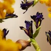 Rituals Orris Mimosa Refill Fragrance Sticks | Bastoncini Profumati