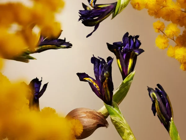 Rituals Orris Mimosa Refill Fragrance Sticks | Bastoncini Profumati