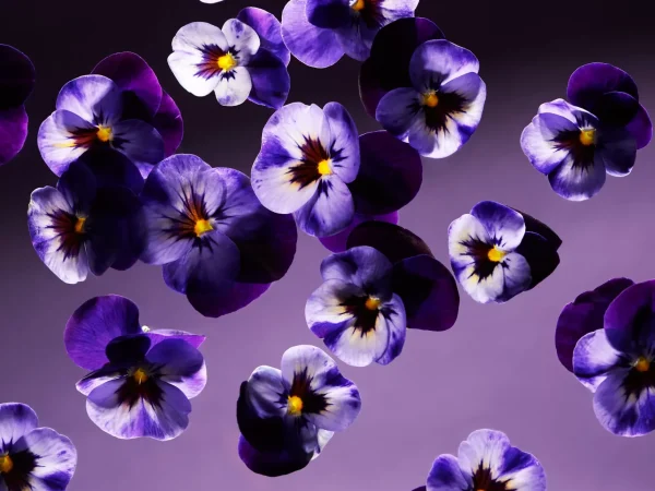 Rituals Smooth Violet Mini Fragrance Sticks | Bastoncini Profumati