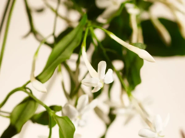 Rituals Sweet Jasmine Refill Fragrance Sticks | Bastoncini Profumati