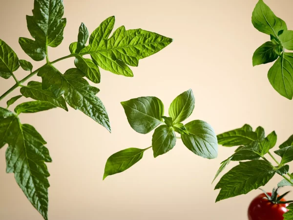 Rituals White Basil Fragrance Sticks | Bastoncini Profumati